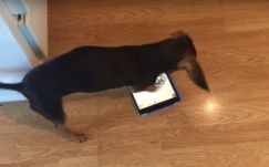 Így játszik egy tacskó a kutyáknak fejlesztett táblagépes játékkal