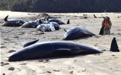 Csaknem harminc delfin sodródott partra Új-Zélandon