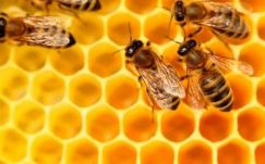 Kilencezer éves az ember legrégibb édessége