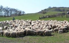 Elcsalták egy háromszéki gazdától a juhnyáját