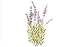 Díjazott, gyógynövényes film a Főkonzulátusi Moziesten