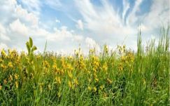 Bíró Béla: Csalánok és farkasok