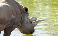 Már csak három fehér rinocérosz él a földkerekségen