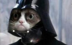 Cicás fotókkal védekeznek a brüsszeliek a terroristák ellen