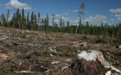 Albániában tíz évig megtiltanák a fák kivágását