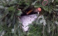 Ellopták a gyertyát a kolozsvári adventi koszorúról