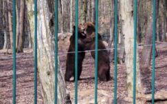 Drágítaná a belépőket a marosvásárhelyi állatkert vezetősége