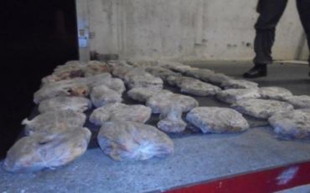 Félezer kilőtt madártetemet találtak egy román buszban