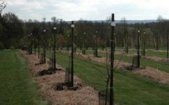 Képzést tartanak az ökológiai gyümölcstermesztésről Etéden