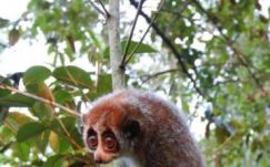 Először figyeltek meg téli álmot alvó főemlőst Madagaszkáron kívül