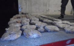 Félezer kilőtt madártetemet találtak egy román buszban