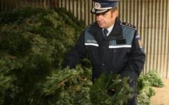 Fenyőfa-tolvajokat büntetett a háromszéki rendőrség