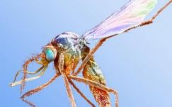 Kisfejűséggel született idén 1761 brazil csecsemő