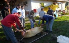Fokozott élelmiszerellenőrzések zajlanak karácsony előtt Háromszéken