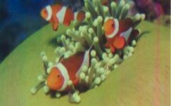 A világ legkisebb színes képe 0,0092 négyzetmilliméteres