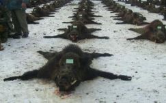 Több száz vaddisznó kerül puskavégre Bályokon