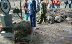 A rendőrség zavarta meg Țiriac bályoki vaddisznóvadászatát 