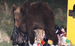 Székedi Ferenc: Medvetánc