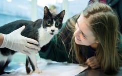 Idén karácsonyra tért haza a 7 éve elkóborolt kandúr