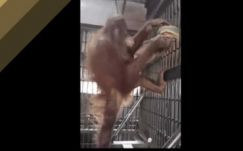 Függőágyat készített magának az orángután