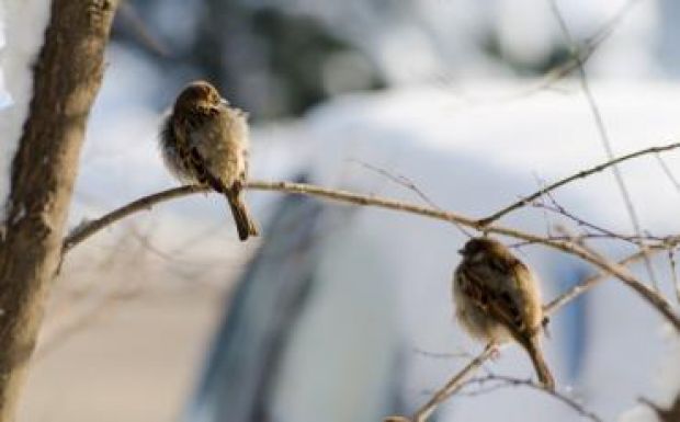 Háromhavi előrejelzés: ilyen lesz az időjárás március végéig