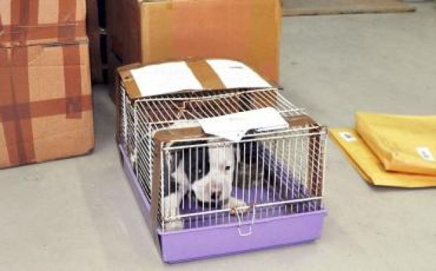 Eszement romániai szabályok gyűjteménye