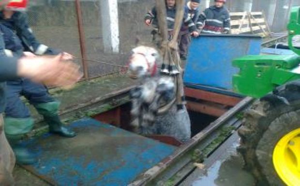 Szervizárokba zuhant egy ló Bihar megyében, a tűzoltók mentették ki