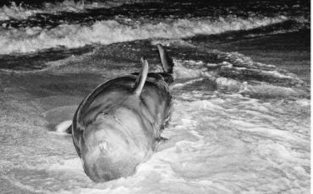 Rettenetes delfintragédia Indiában