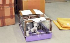 Eszement romániai szabályok gyűjteménye