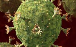 Izraeli orvosok azt állítják, teljesen el tudják tüntetni a HIV-vírust az emberi szervezetből