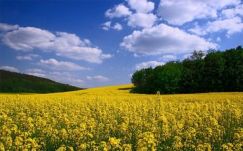 A repcére fogadnak idén a gazdák