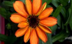 Kinyílt az első virág az űrben