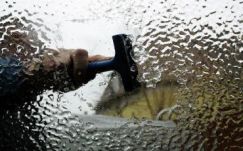 Sivatagi bogár segíthet a szélvédő jégmentesítésében