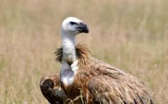 Keselyűt gyanúsítottak meg kémkedéssel Libanonban