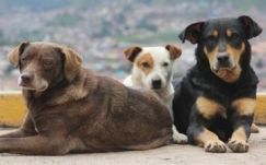 Németországba küldik Marosvásárhelyről a kóbor kutyákat 