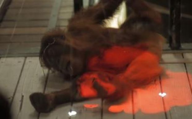 Számítógépes játékokat fejlesztenek orángutánoknak