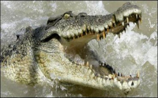 Krokodilok őrizték egy drogbanda pénzét