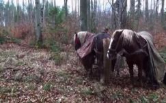 Lovakkal próbáltak cigarettát csempészni Ukrajnából Romániába