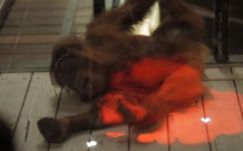 Számítógépes játékokat fejlesztenek orángutánoknak