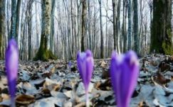 Tavasziasan kezdődik a hét Erdélyben