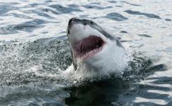A cápatámadások rekordéve volt 2015