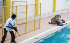 Leopárdok miatt zárnak be iskolákat Indiában