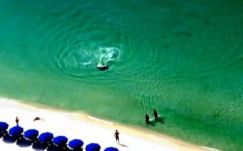 Több ezer cápa ólálkodik a floridai partoknál