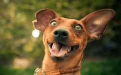 Megúszták a csonkítást a medgyesi kutyák 