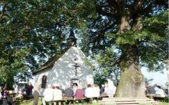 Ismét magyar lehet az Év fája