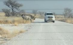 Orrszarvú esett neki egy terepjárónak