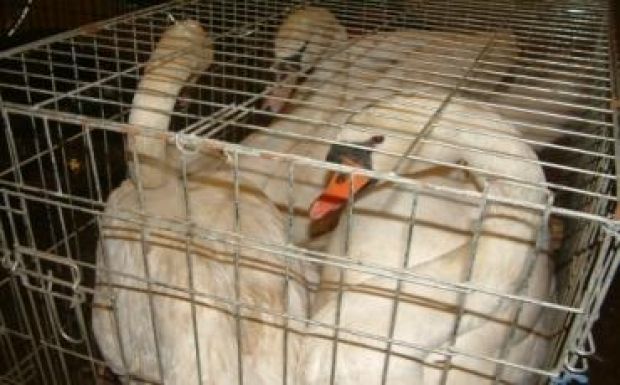 Védett hattyúkat akart kicsempészni Magyarországról egy románi férfi