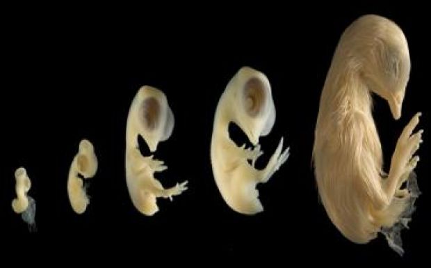 Először sikerült dinólábat növeszteni csirkeembrión