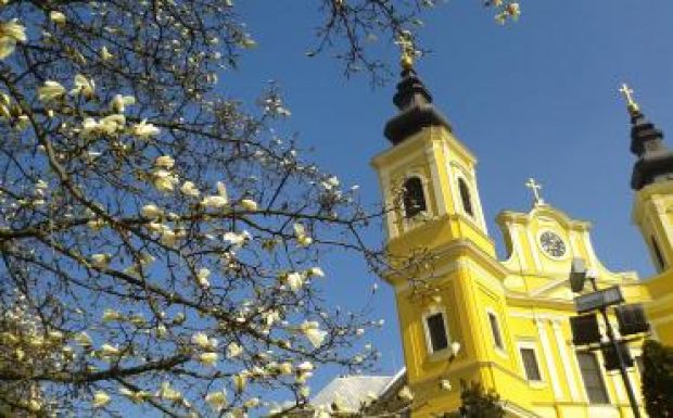 Virágzanak a nagyváradi magnóliák