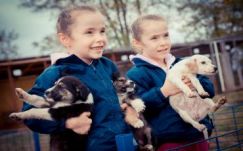 Örökbe adják a sepsiszentgyörgyi kóbor kutyákat